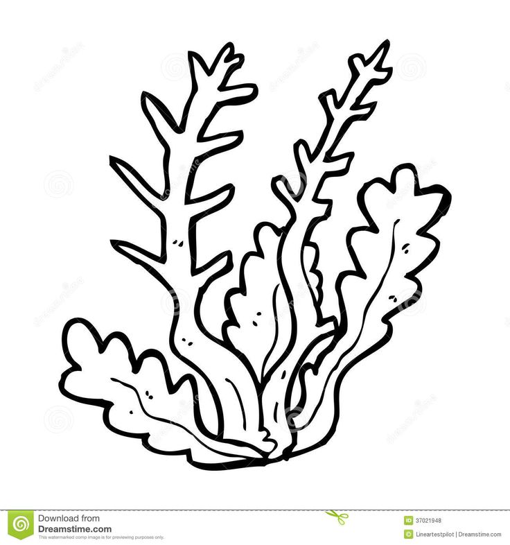 Immagine correlata coloring pages printable coloring pages seaweed