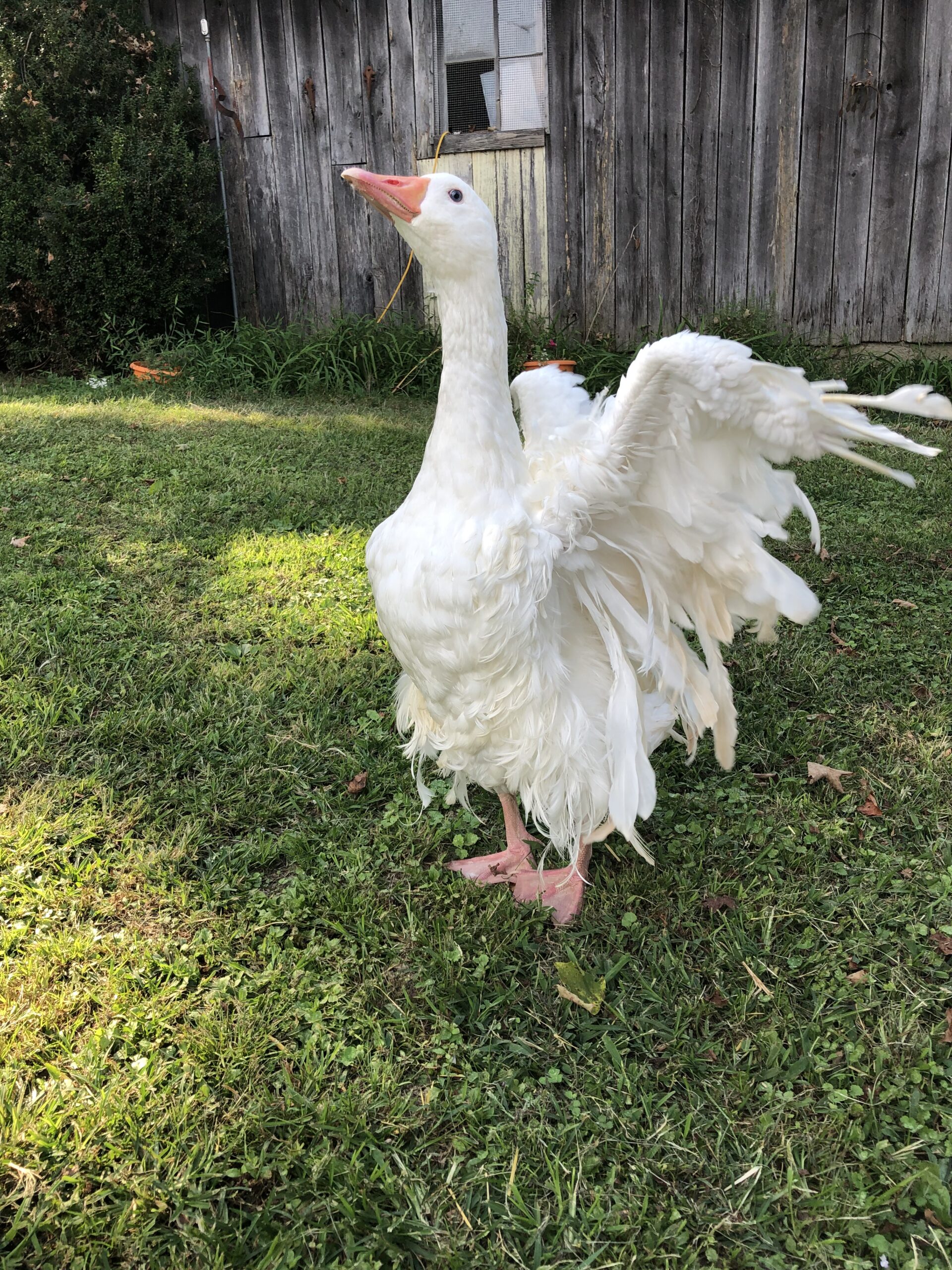 Sebastopol goose