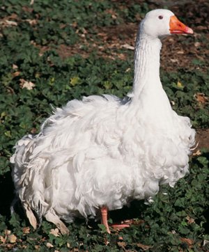 Goslings sebastopol