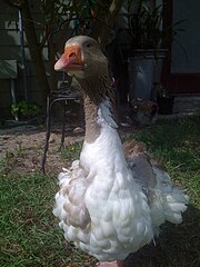 Filesaddleback sebastopol goosejpg