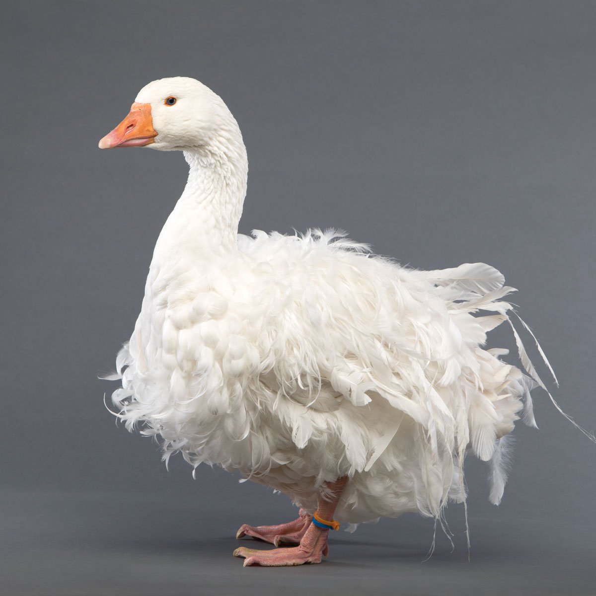 Goslings sebastopol