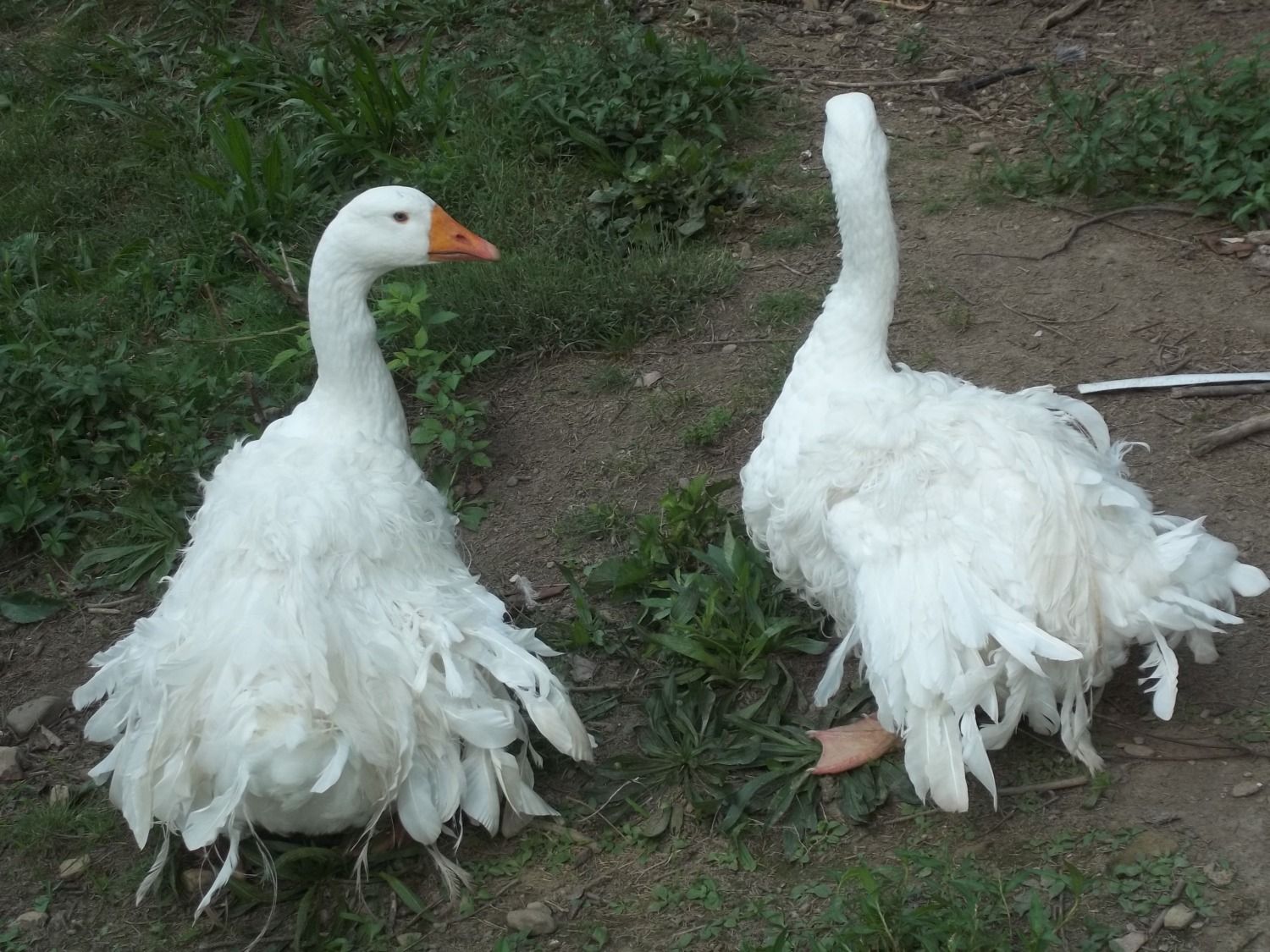 Sebastopol geese backyard chickens