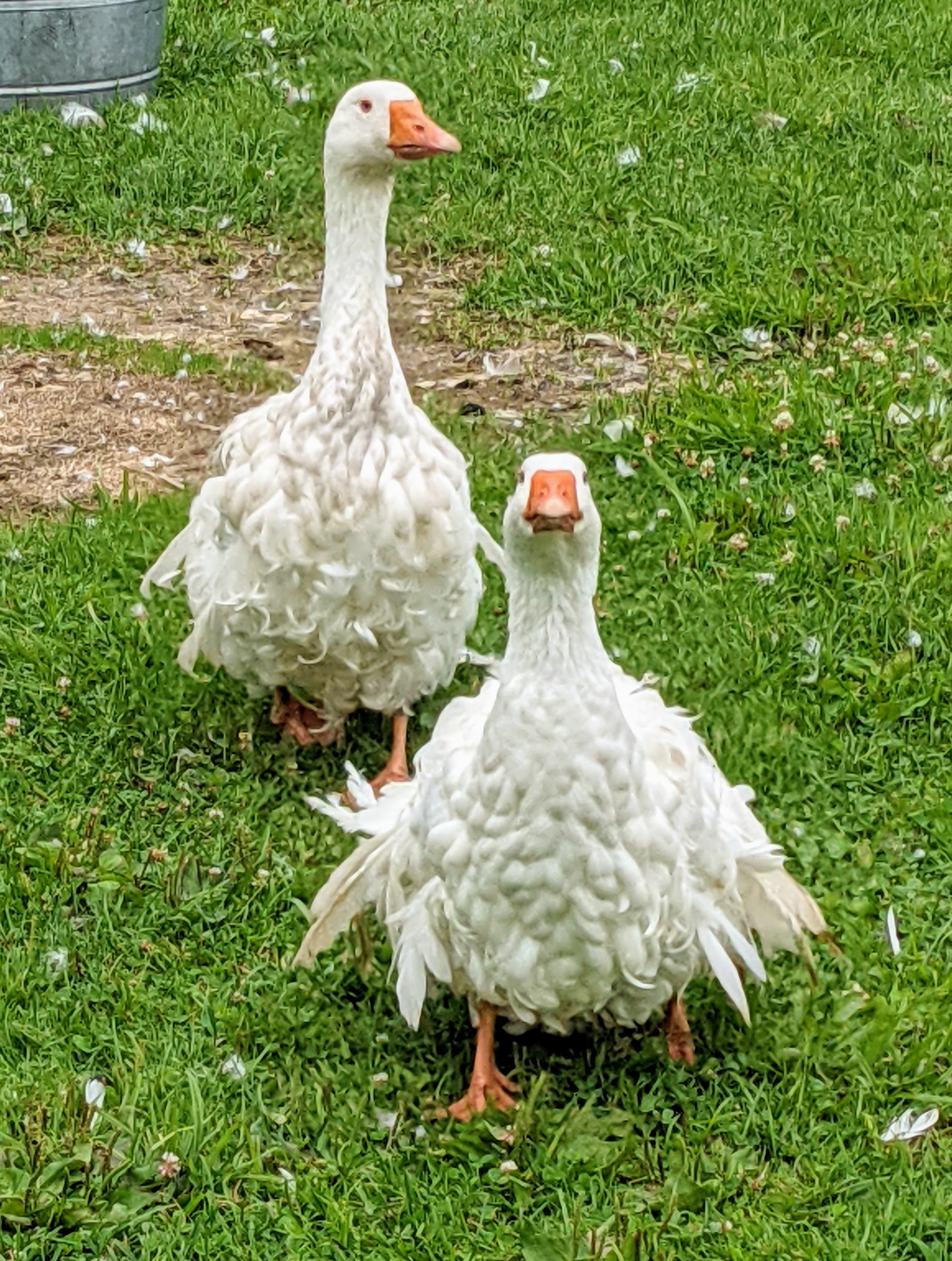 Checking on my gaggle of geese