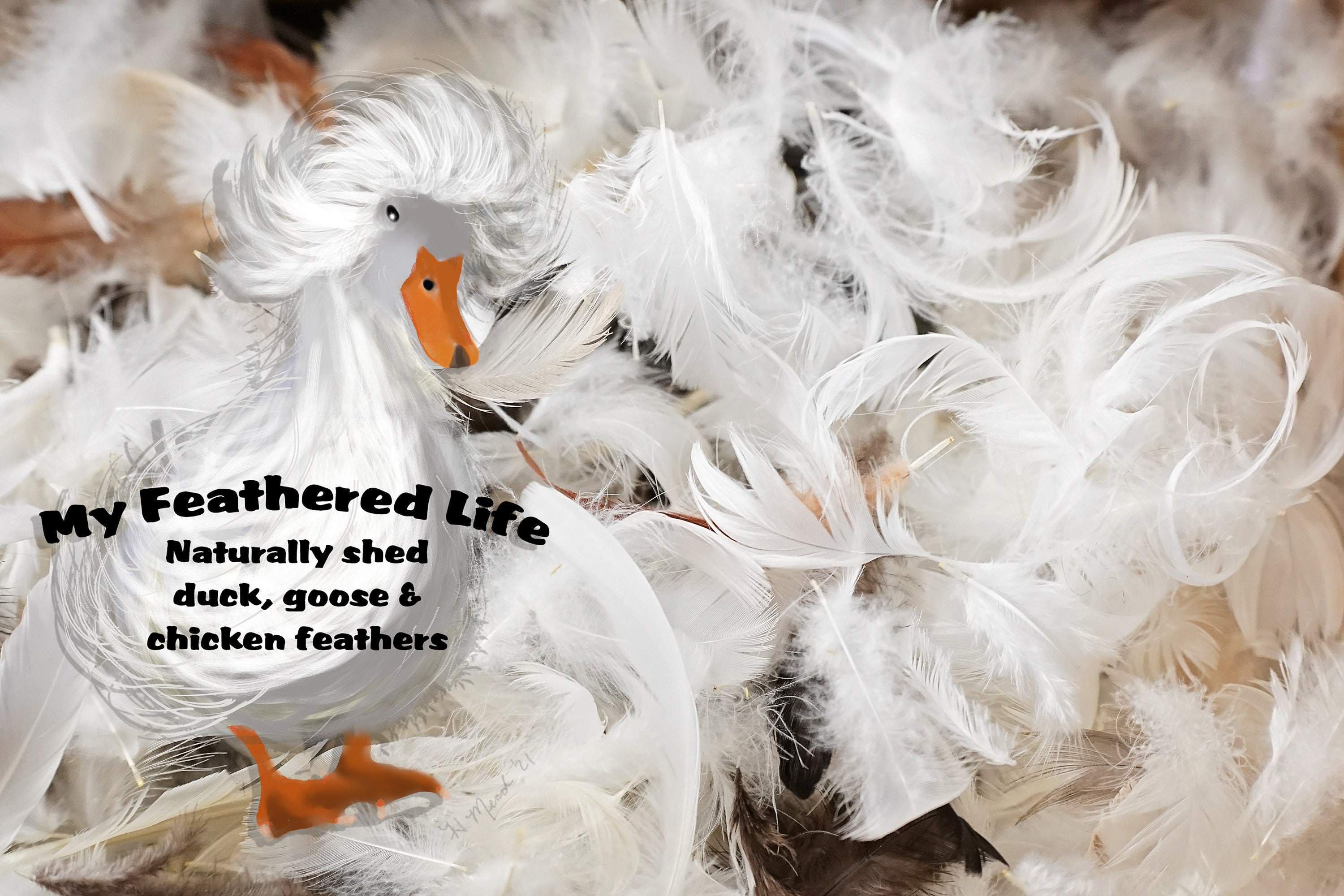 Sebastopol geese feathers naturally shed