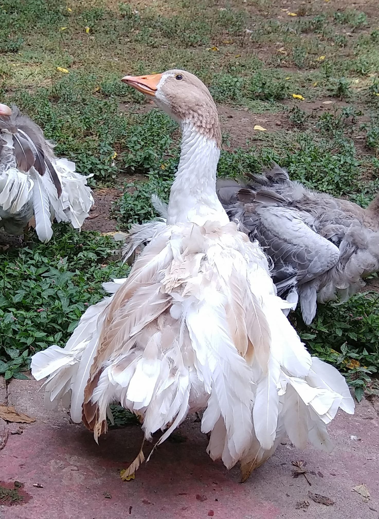 Color and pattern â national sebastopol geese association