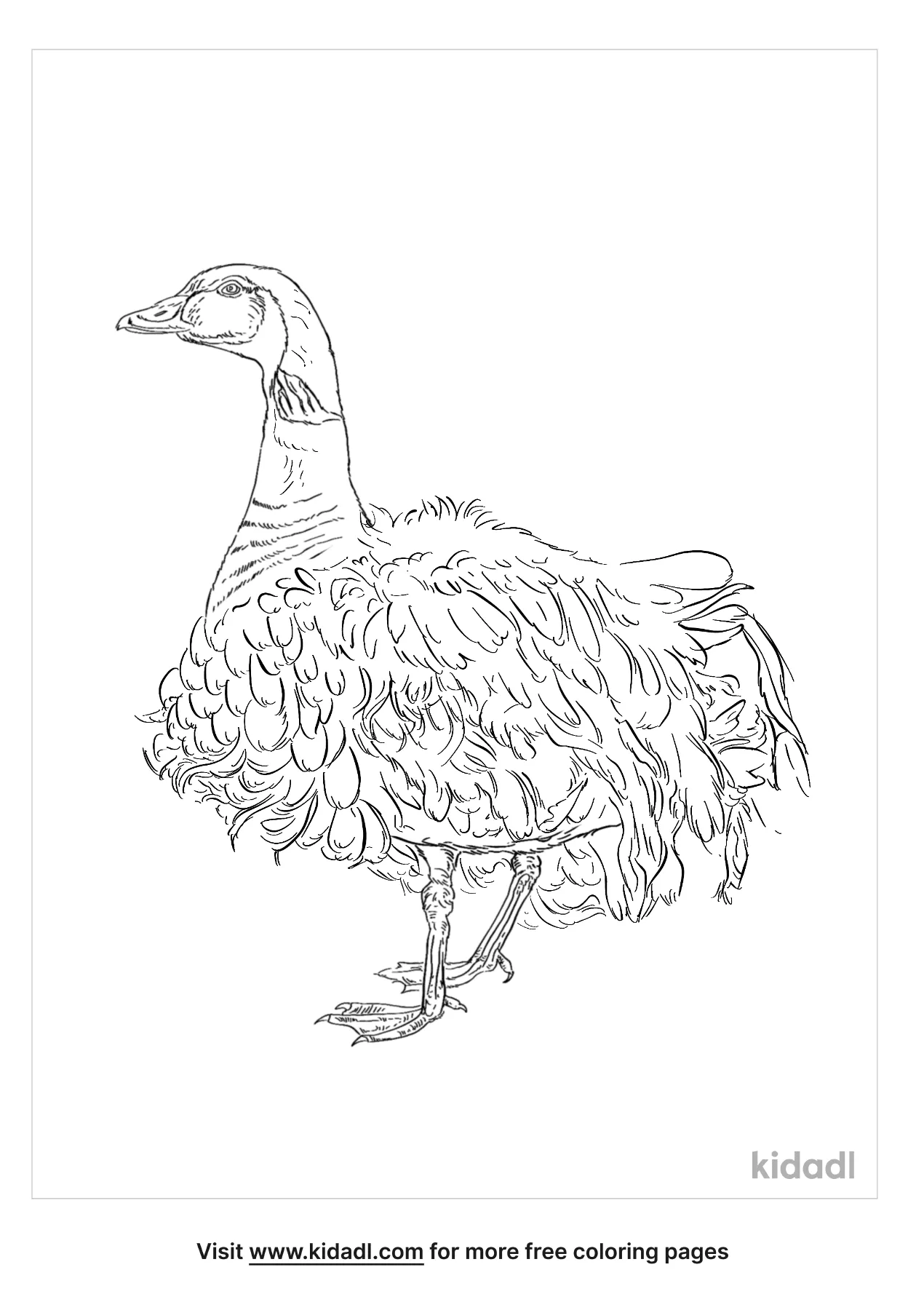 Free sebastopol geese coloring page coloring page printables