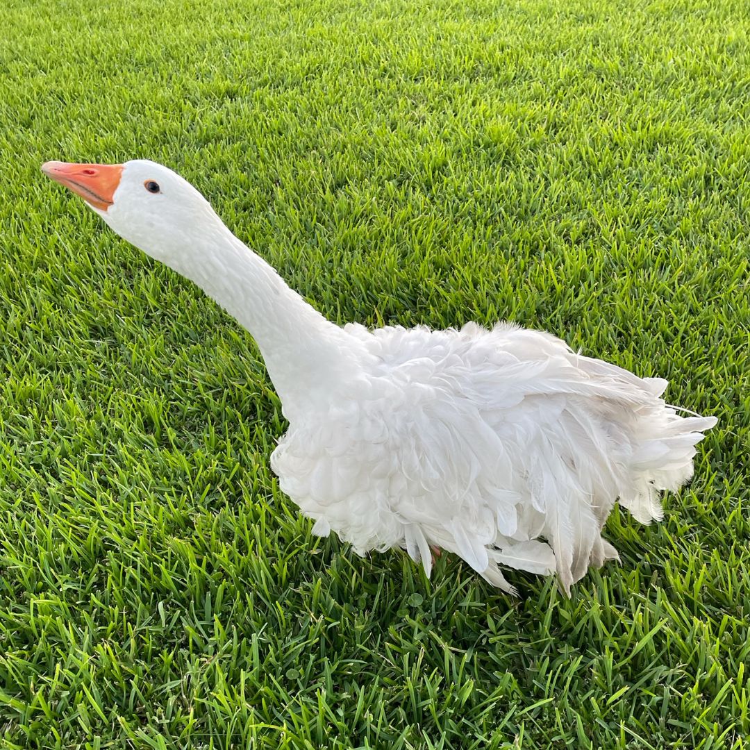 Goslings sebastopol