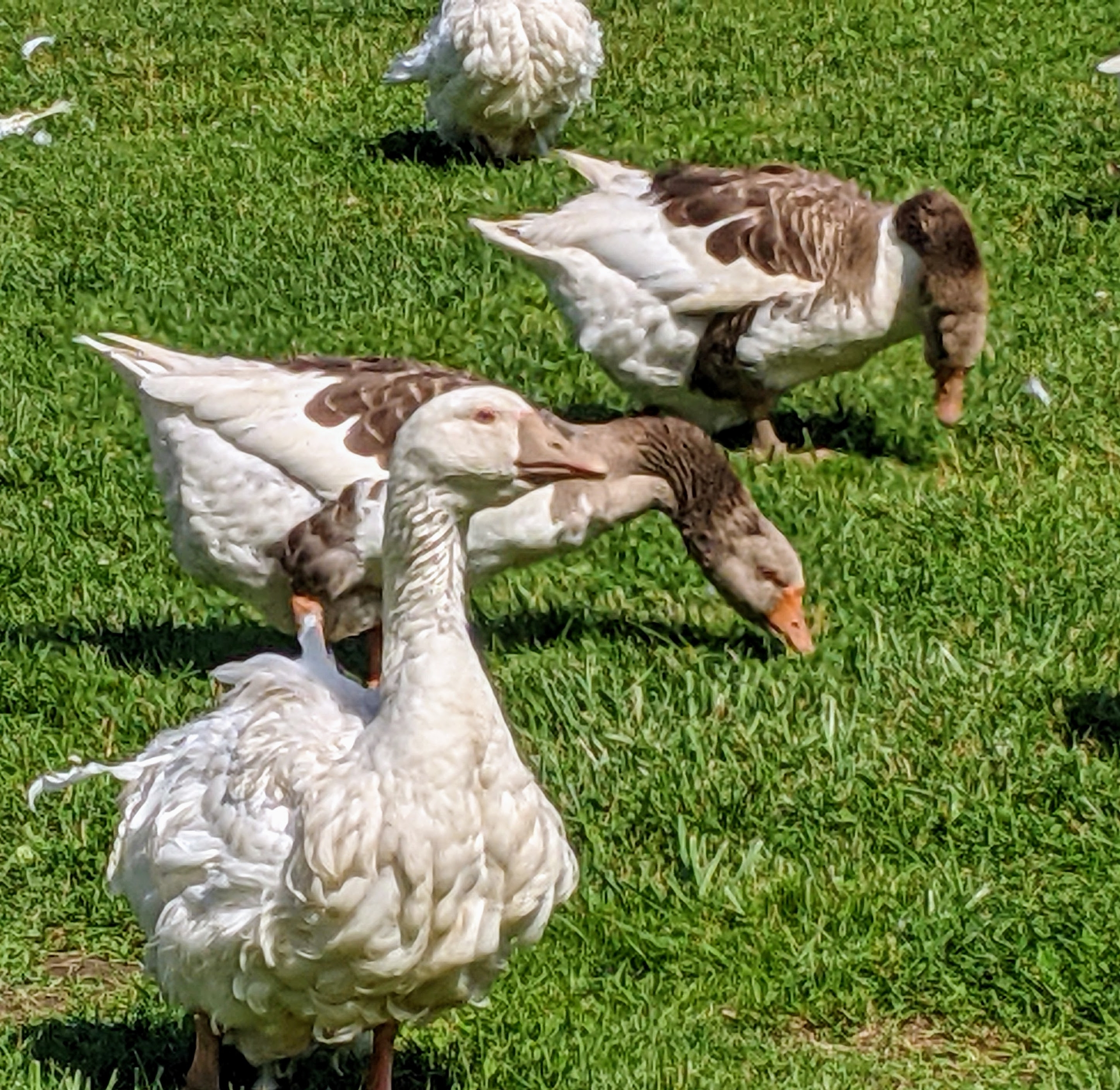 Checking on my gaggle of geese