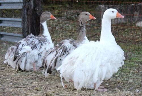 Sebastopol geese