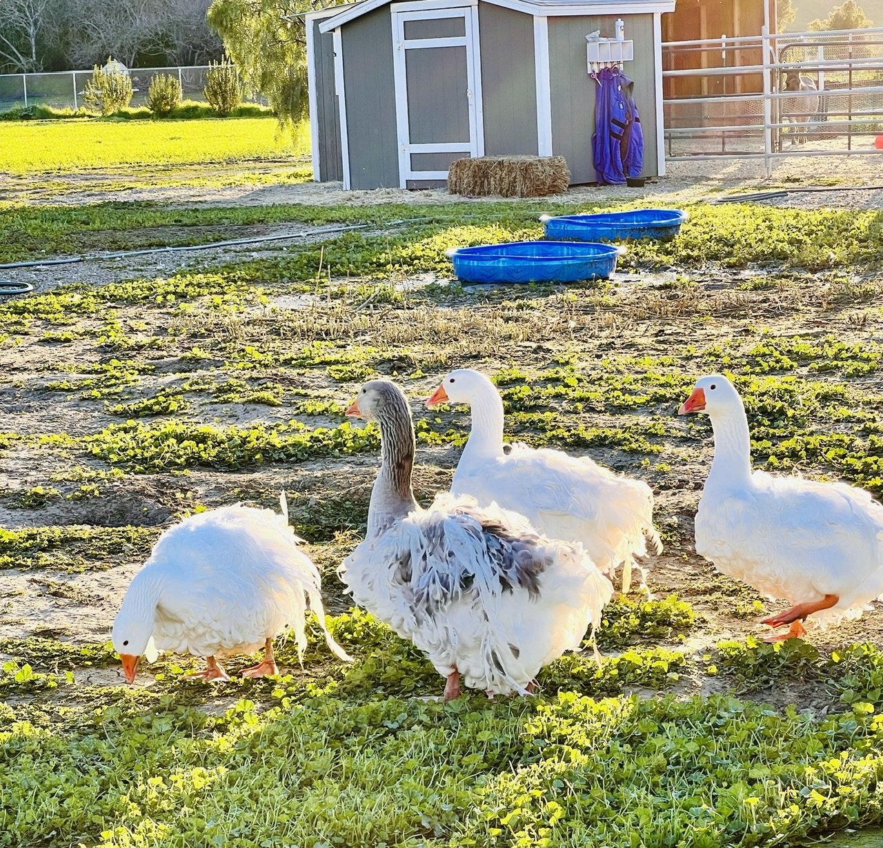 Sebastopol geese â tres pinos valley farm