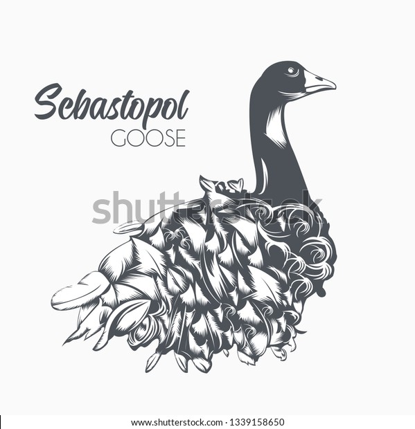 Illustration sebastopol goose black white art stock vector royalty free