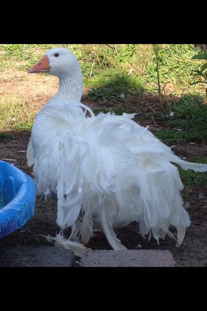 Sebastopol geese