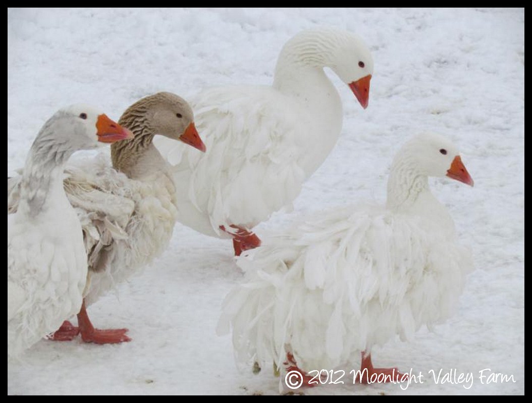 Sebastopol geese