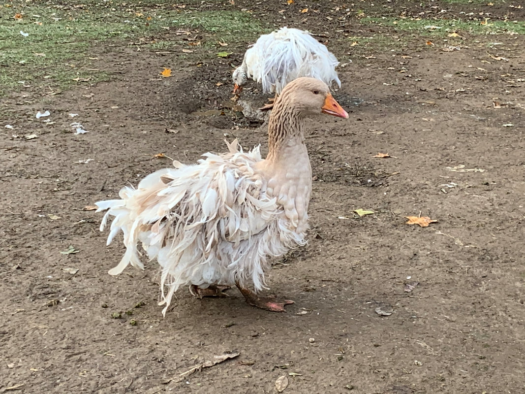 Kelly farm sebastopol geese