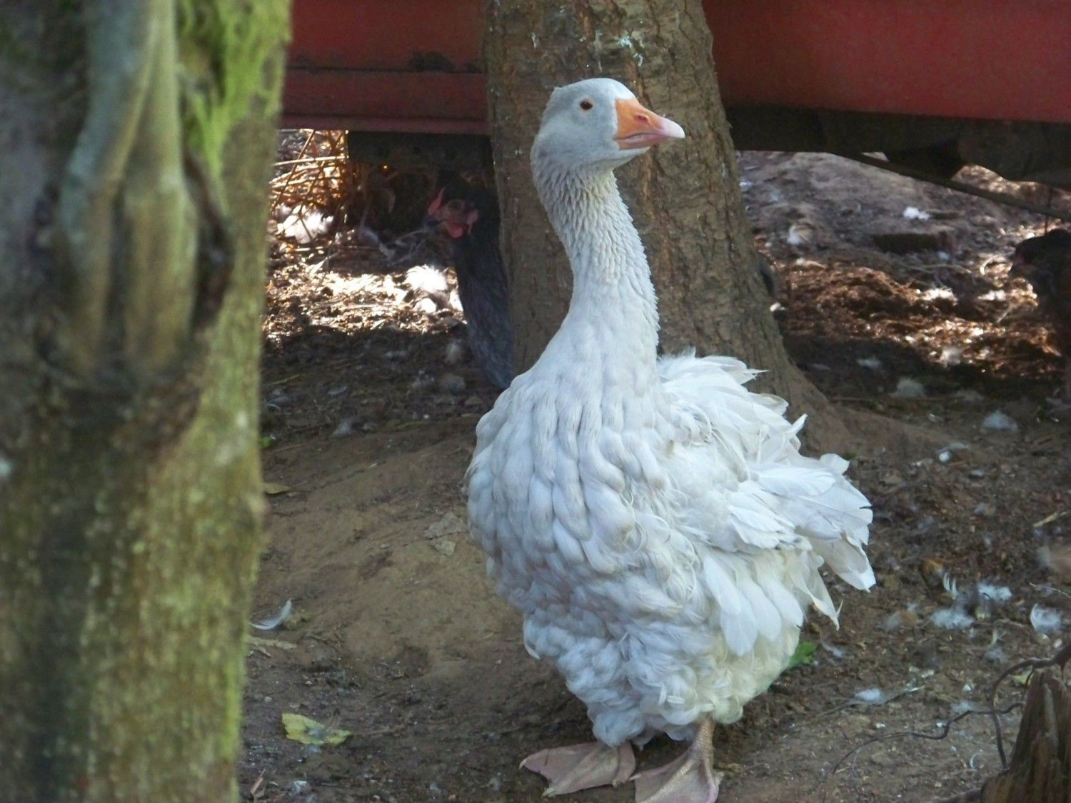 Sebastopol geese