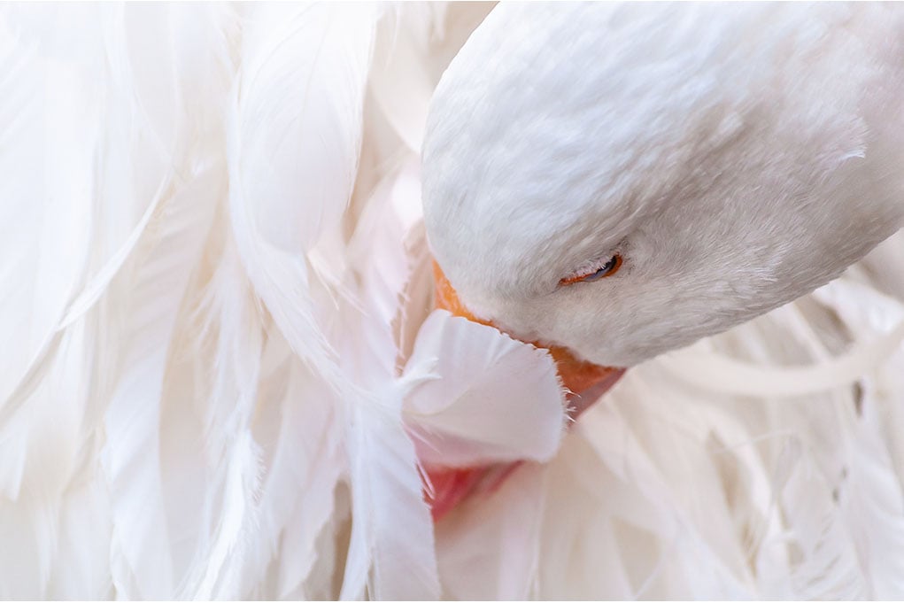 Sebastopol goose all you need to know