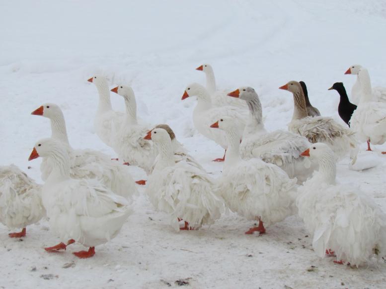 Sebastopol geese