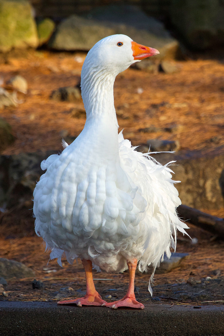 Sebastopol goose