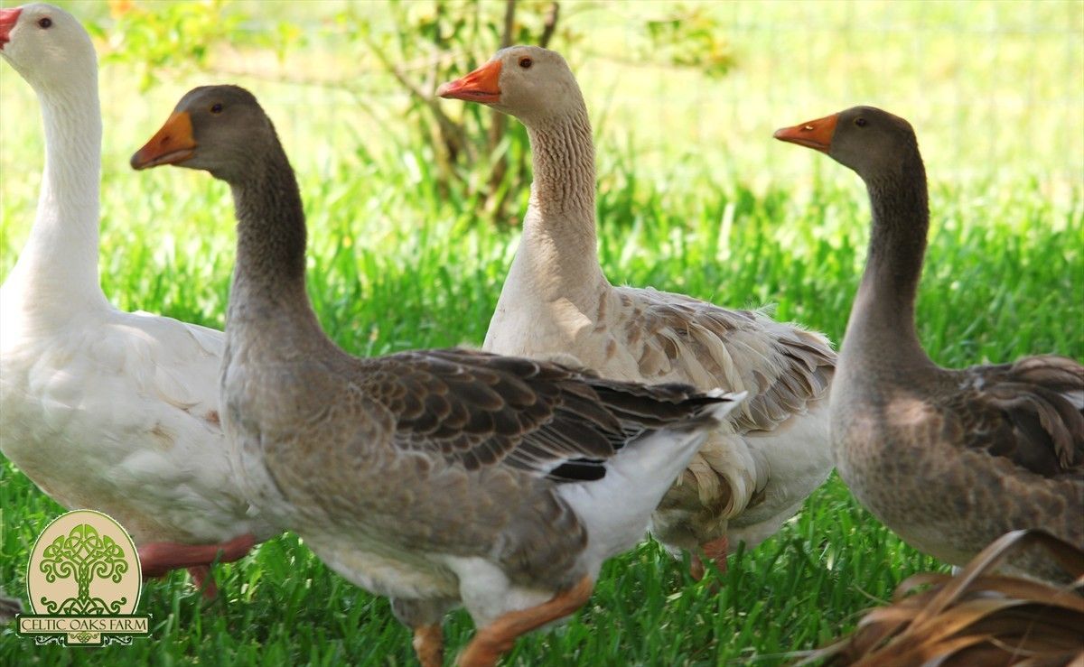 Sebastopol geese