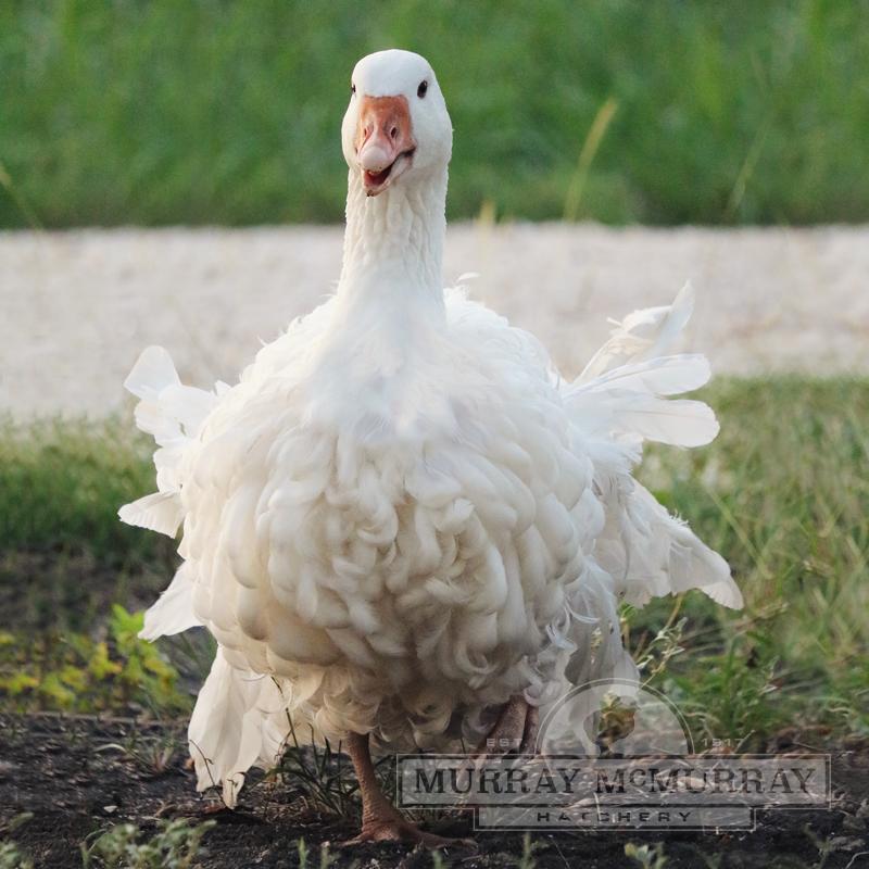 Murray mcmurray hatchery