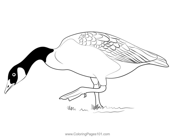 Canada goose coloring page in coloring pages color canada goose