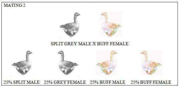 Genetic color charts â national sebastopol geese association