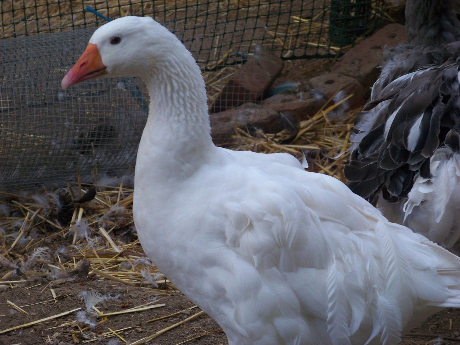 Sebastopol geese