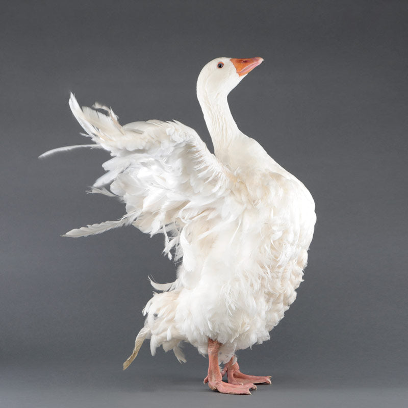 Goslings sebastopol