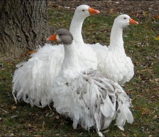 Our guide to colour and pattern genetics in geese chickens backyard backyard chicken coops geese breeds