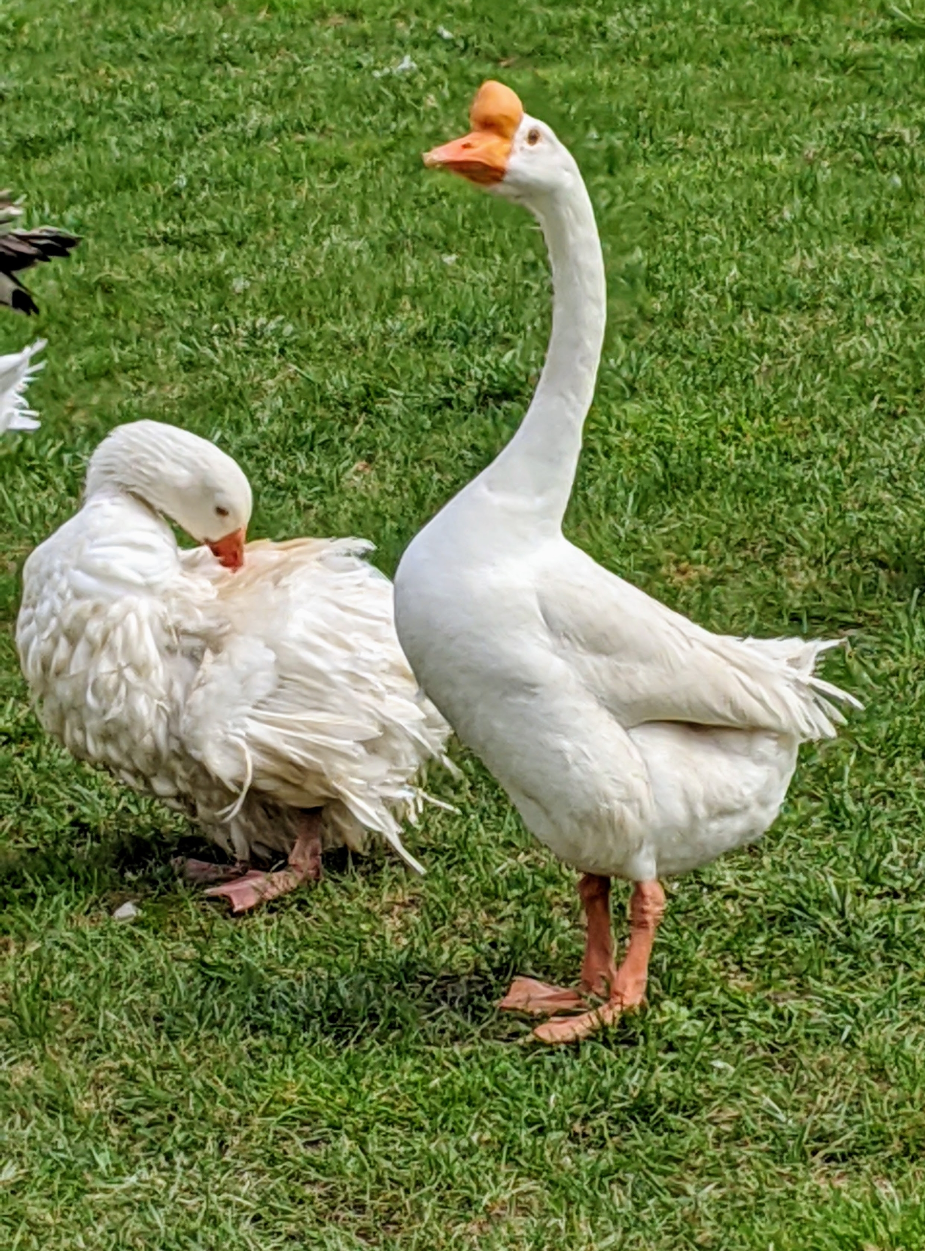 Checking on my gaggle of geese