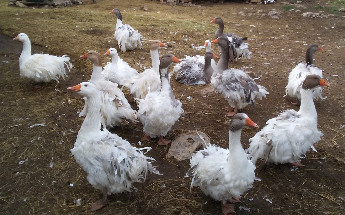 Sebastopol geese