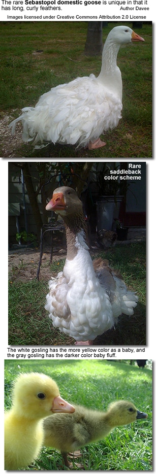 Sebastopol geese anser anser information earth life