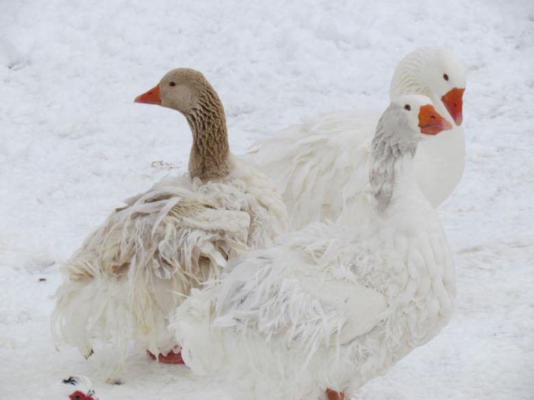 Sebastopol geese