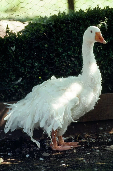 Sebastopol goose domestic for sale as framed prints photos wall art and photo gifts