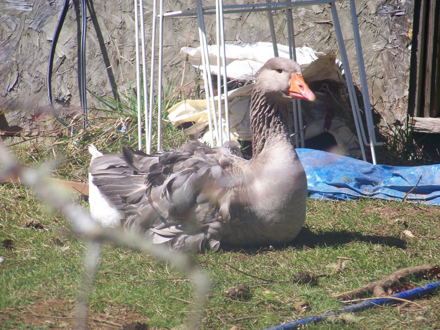 Sebastopol geese
