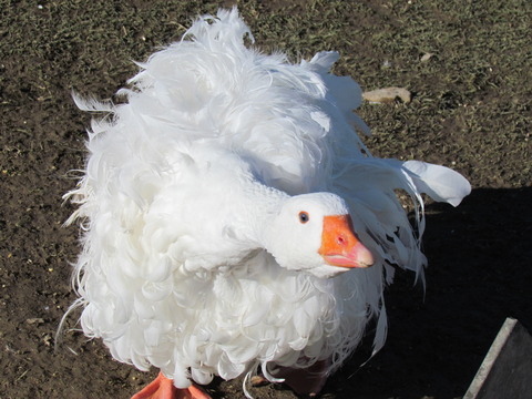 Sebastopol geese