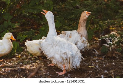 Sebastopol geese images stock photos d objects vectors
