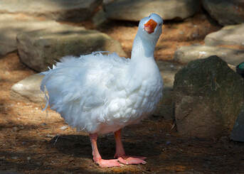 Sebastopol goose
