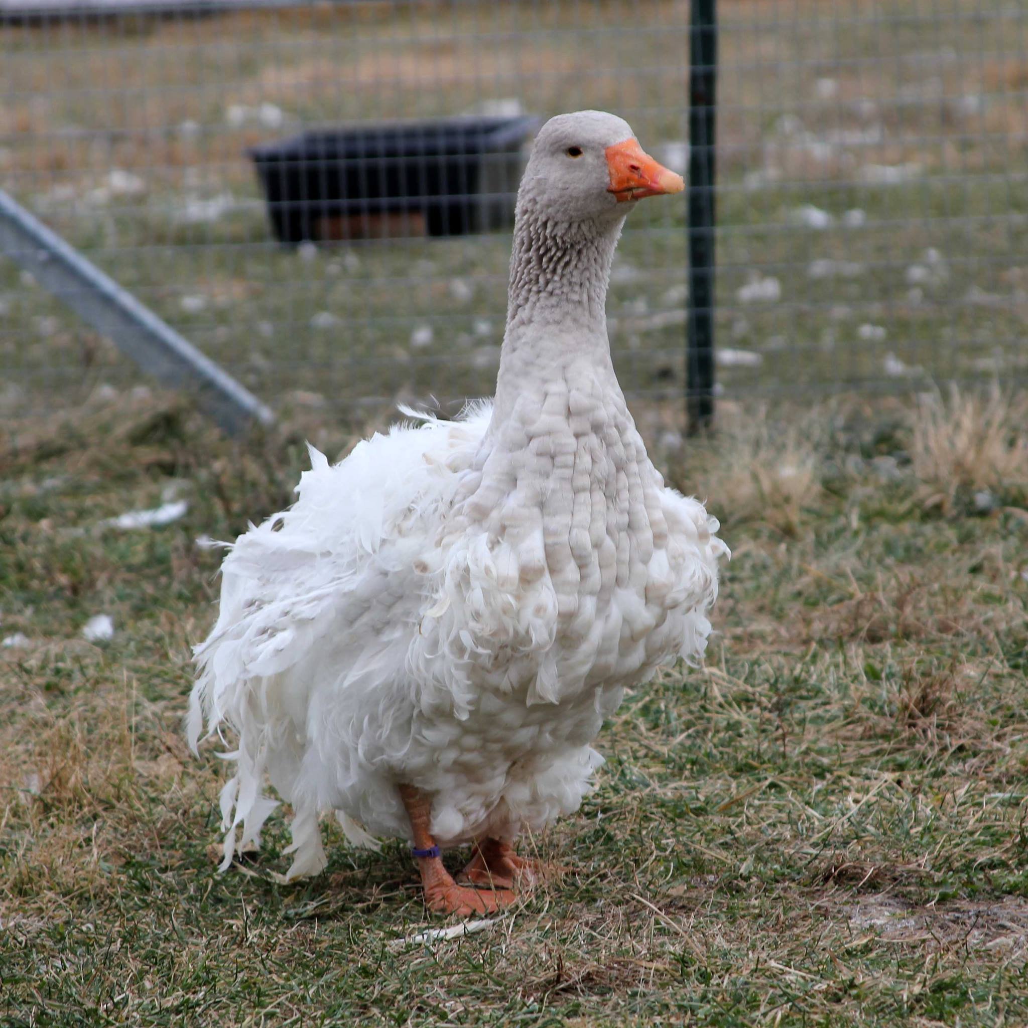 Color and pattern â national sebastopol geese association