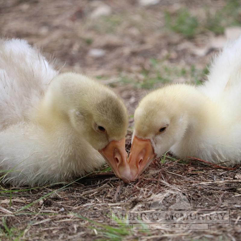 Murray mcmurray hatchery