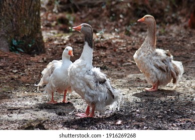 Sebastopol goose images stock photos d objects vectors
