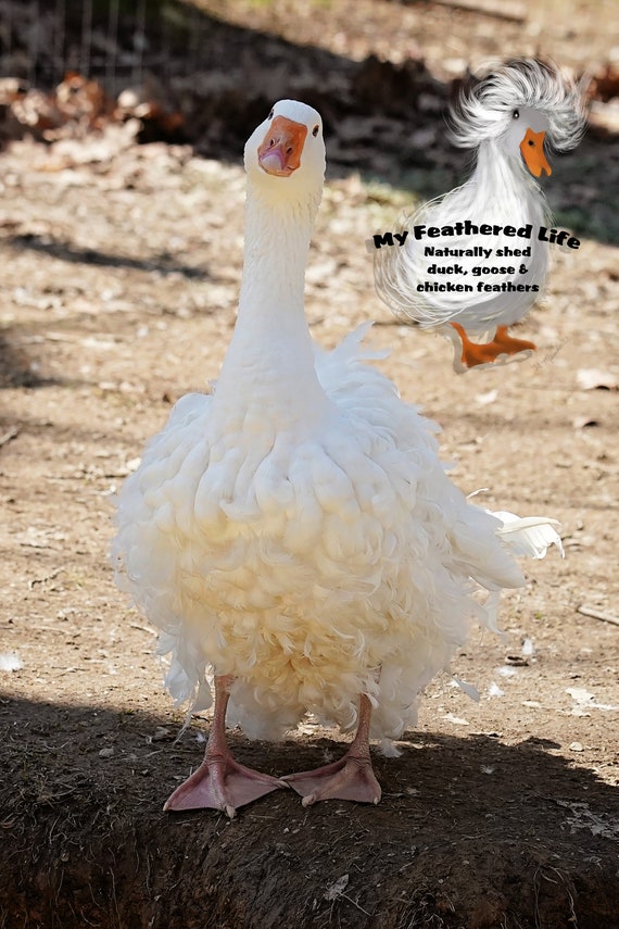 Sebastopol geese feathers naturally shed