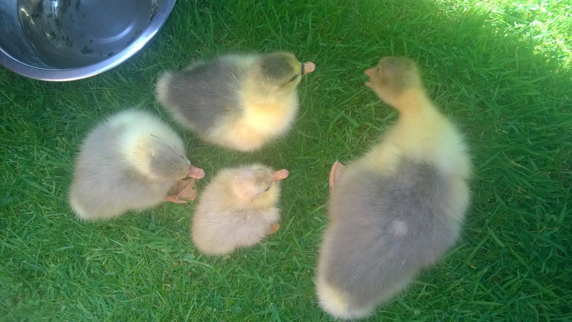 Help sexing sebastopol geese backyard chickens