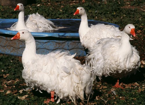 Goslings sebastopol