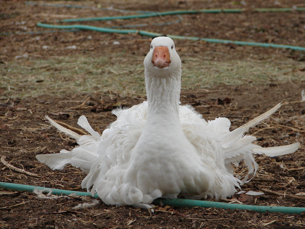 Geese