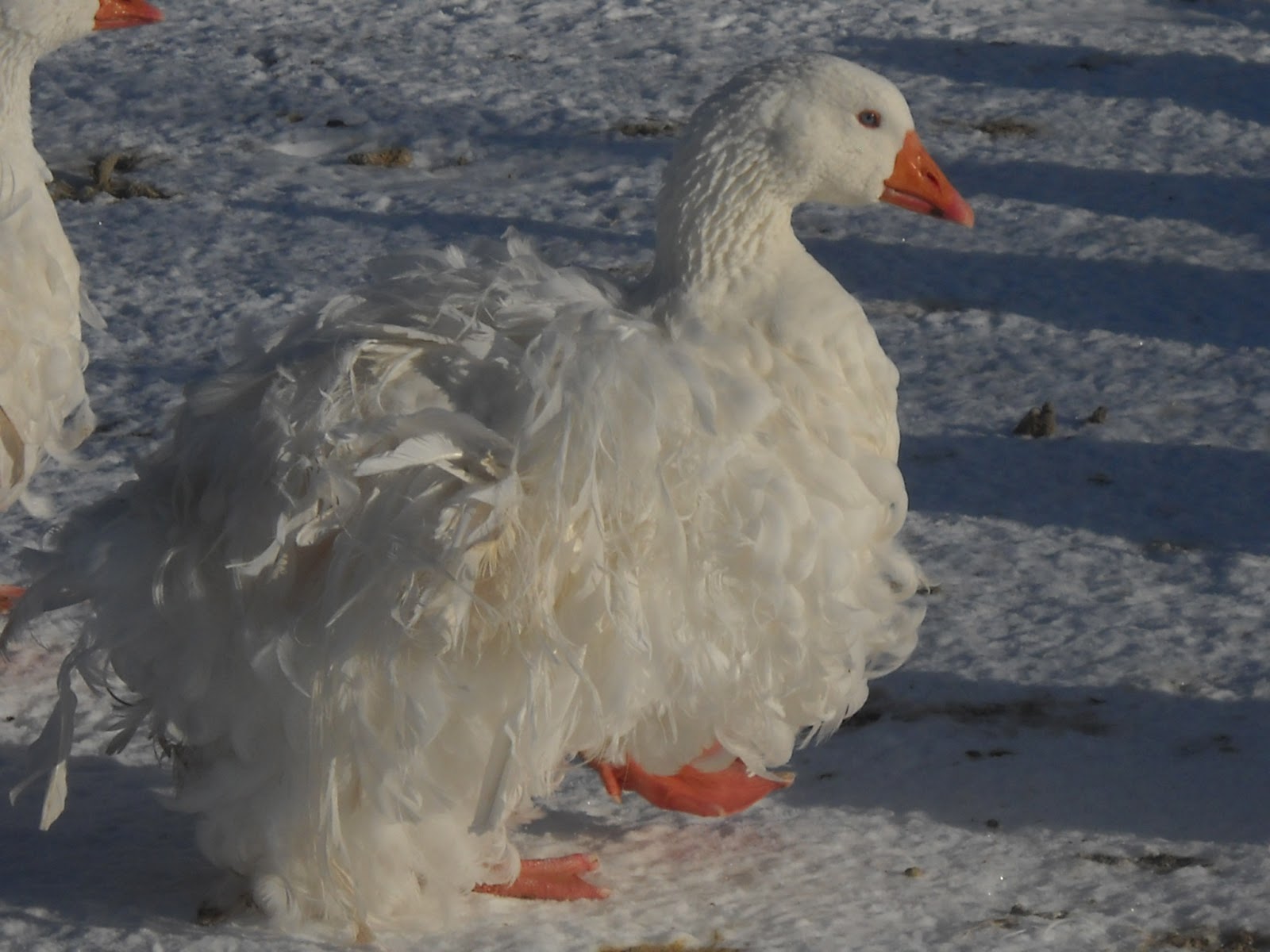 The official blog sebastopol geese