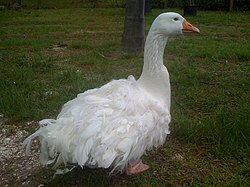 Sebastopol goose