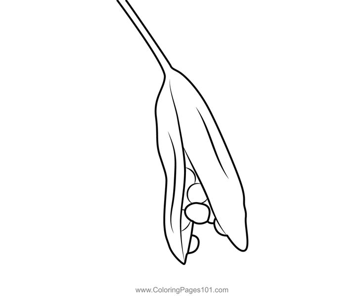 Seed pod coloring page seed pods coloring pages color