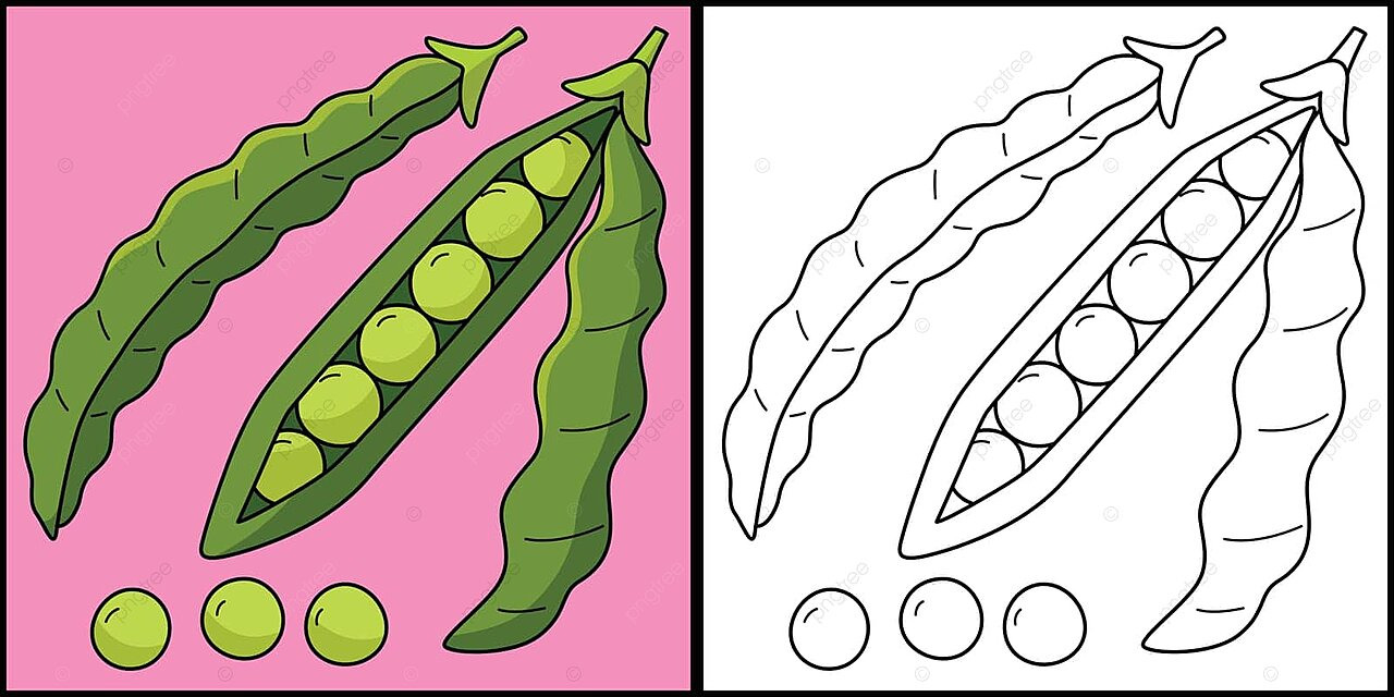 Green bean fruit coloring page illustration seed coloring book colored vector seed coloring book colored png and vector with transparent background for free download