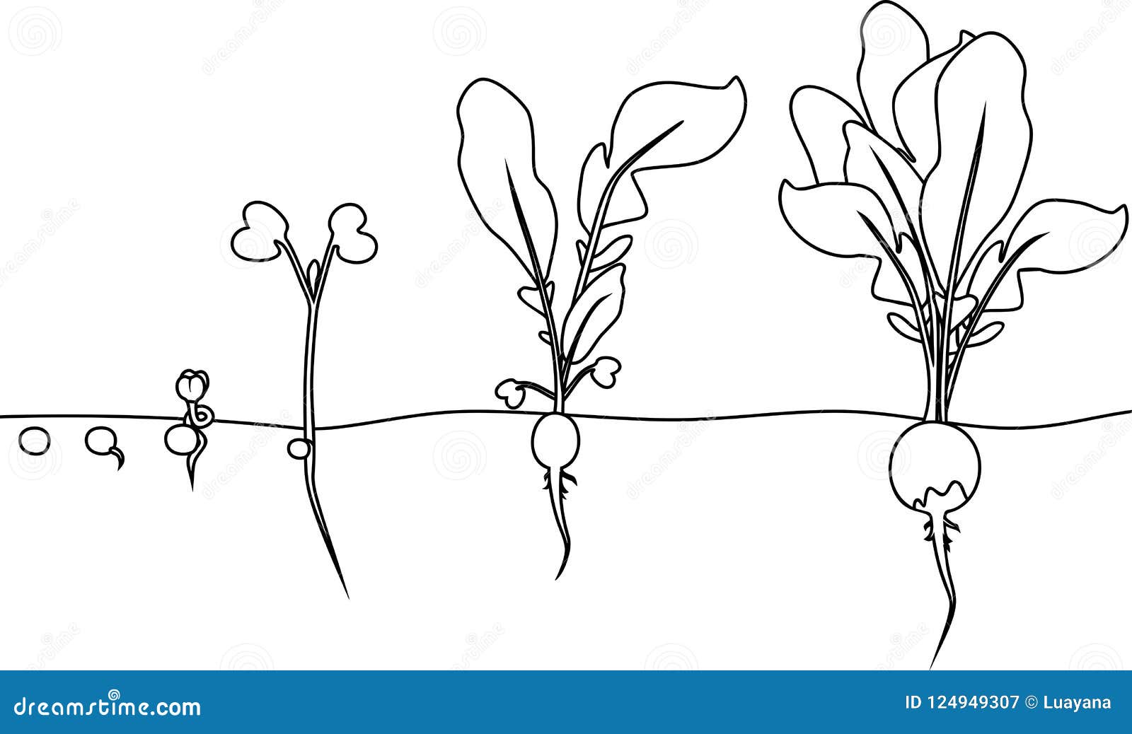 Seed germination coloring page stock illustrations â seed germination coloring page stock illustrations vectors clipart